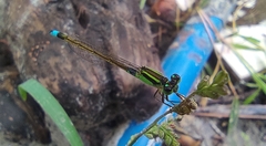 Ischnura senegalensis