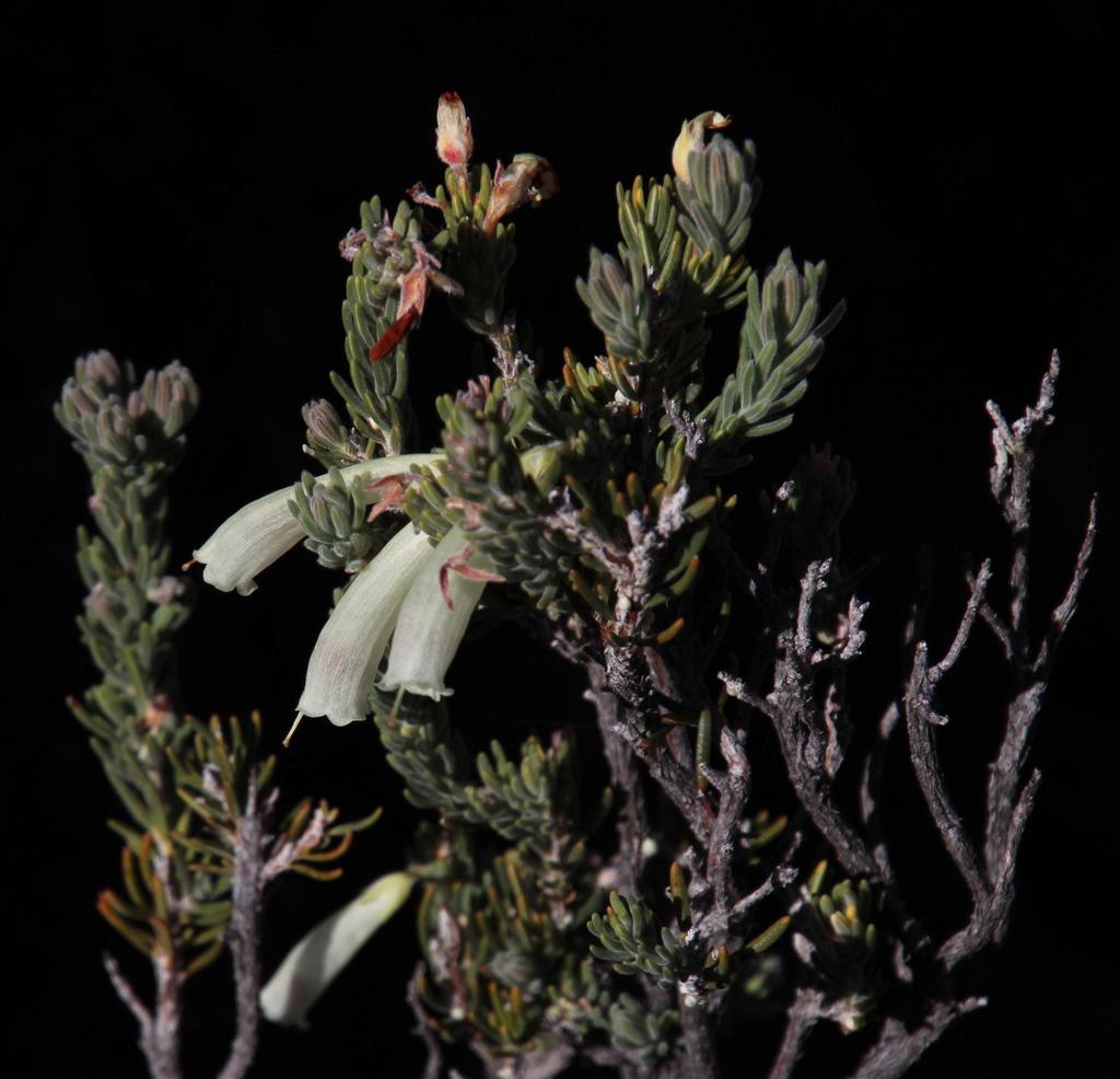 Bedrock Heath