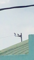 Aves