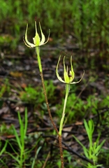 Caladenia leptochila