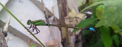 Ischnura senegalensis