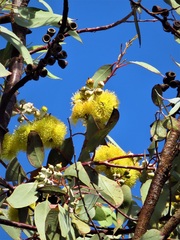 Eucalyptus woodwardii