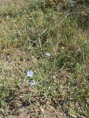 Cichorium intybus intybus