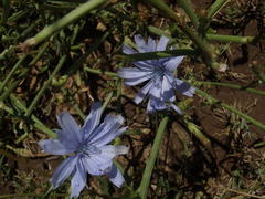 Cichorium intybus intybus