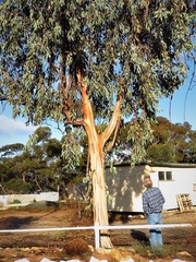 Eucalyptus woodwardii