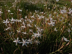 Trachyandra filiformis