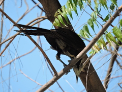 Quiscalus mexicanus