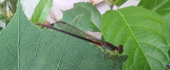 Ceriagrion cerinorubellum