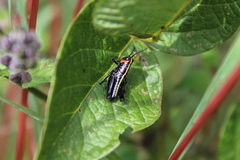 Taeniopoda picticornis