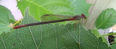 Ceriagrion cerinorubellum