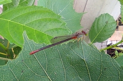 Ceriagrion cerinorubellum