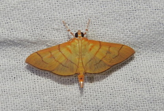 Dichocrocis revidata