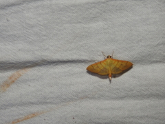 Dichocrocis revidata
