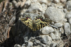 Zerynthia rumina