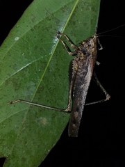 Eppia truncatipennis