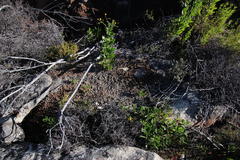 Pronolagus saundersiae