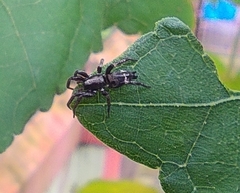 Poecilochroa