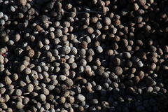 Pronolagus saundersiae