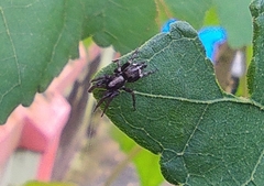 Poecilochroa