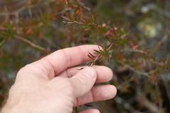 Leptospermum microcarpum