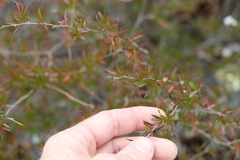 Leptospermum microcarpum
