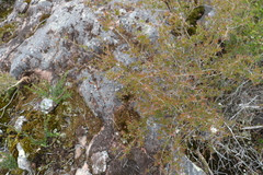 Leptospermum microcarpum