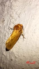 Cirrhophanus triangulifer