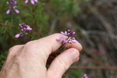 Comesperma esulifolium