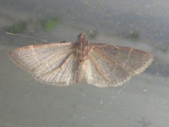 Hypsopygia glaucinalis