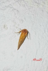 Cirrhophanus triangulifer