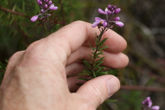 Comesperma esulifolium