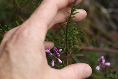 Comesperma esulifolium