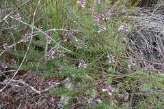 Comesperma esulifolium