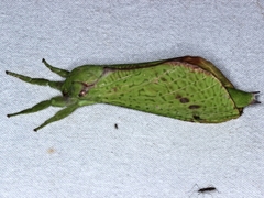 Aenetus eximia
