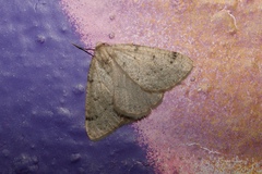 Dasypteroma thaumasia