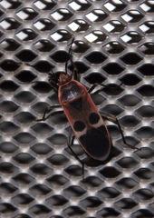 Physopelta gutta gutta