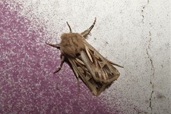 Eucoptocnemis optabilis