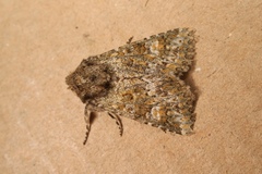 Polymixis lichenea
