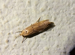 Platyedra subcinerea