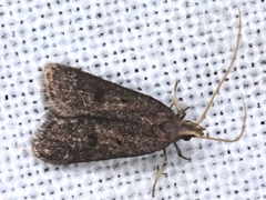 Lecithocera micromela