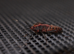 Physopelta gutta gutta