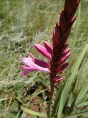 Watsonia lepida