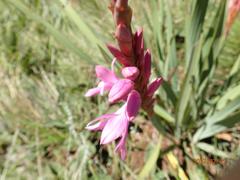 Watsonia lepida
