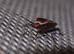 Physopelta gutta gutta