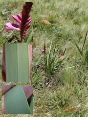 Watsonia lepida