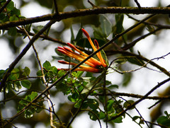 Tristerix longibracteatus
