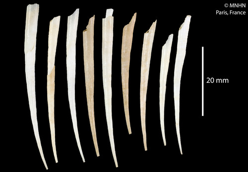 Representative image of Antalis