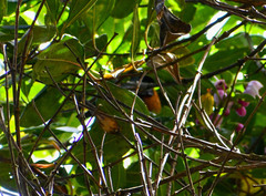 Conirostrum sitticolor