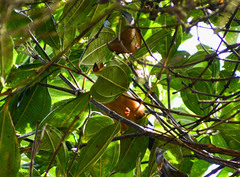 Conirostrum sitticolor