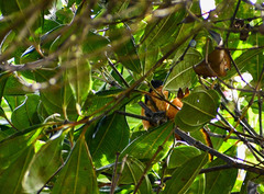 Conirostrum sitticolor